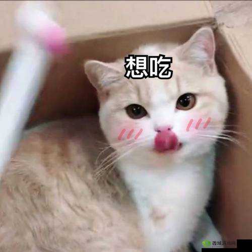 小洞饿了想吃大香肠表情包：可爱萌趣瞬间
