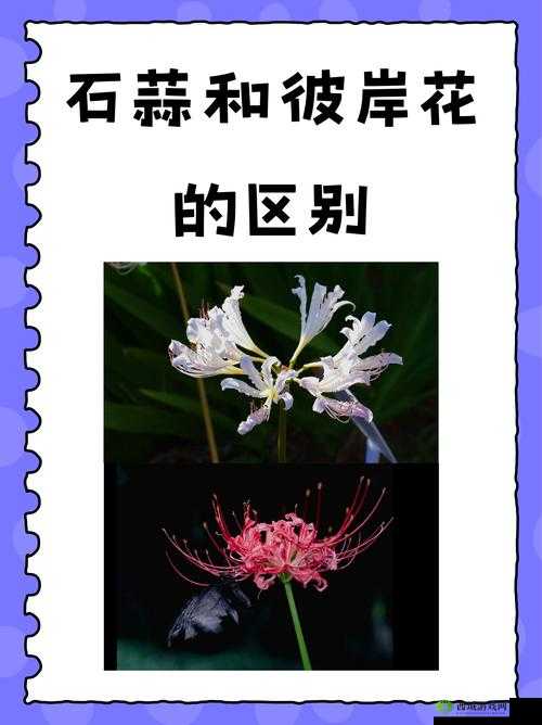 妄想山海彼岸花究竟隐藏何处？全面揭秘花束位置获取攻略